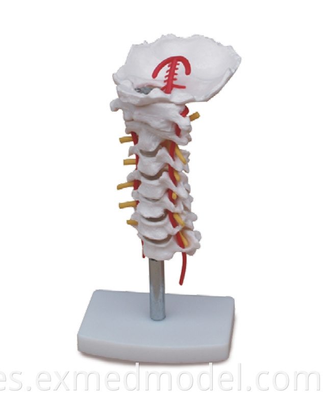 Cervical Vertebral Column with Neck Artery